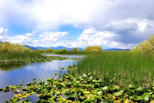 Tule marsh and lily pads along open water under a cloudy sky