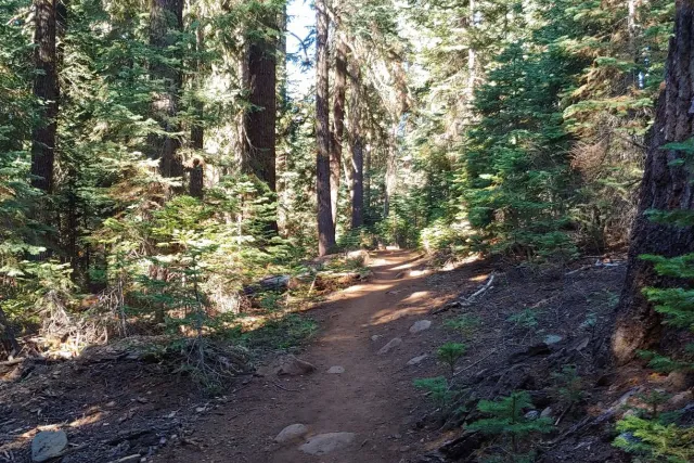 Sky Lakes Wilderness: the trail through old forest