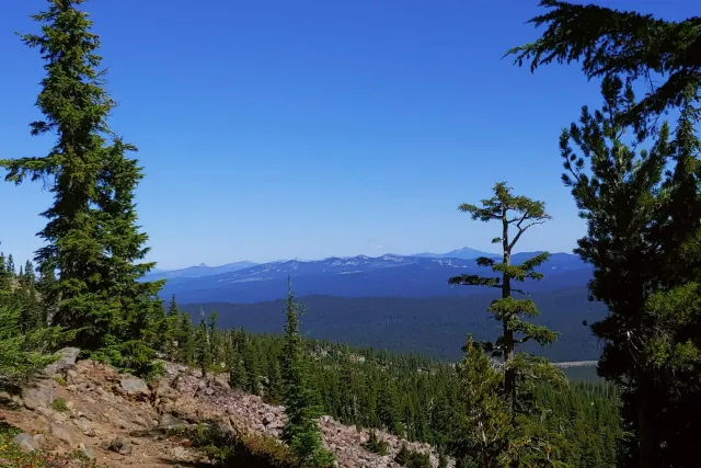 Sky Lakes Wilderness: pines on a rocky slope above the forest