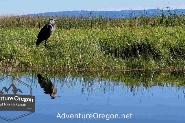 Upper Klamath National Wildlife Refuge