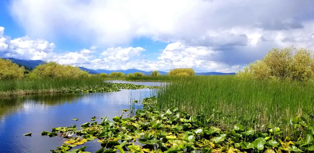 Tule marsh and lily pads along open water under a cloudy sky