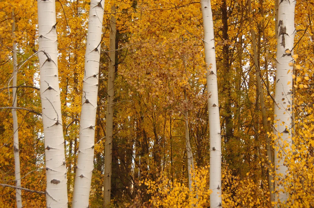 Fall Color at Rocky Point, Fremont-Winema National Forest (2007-10-11)