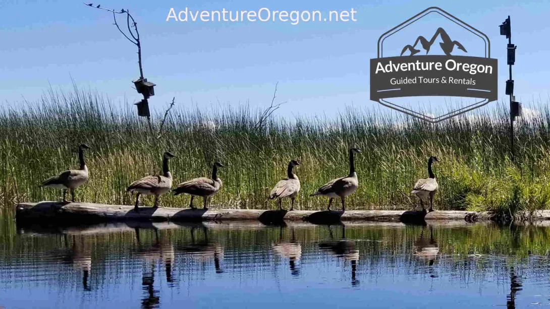 Upper Klamath Wildlife Refuge