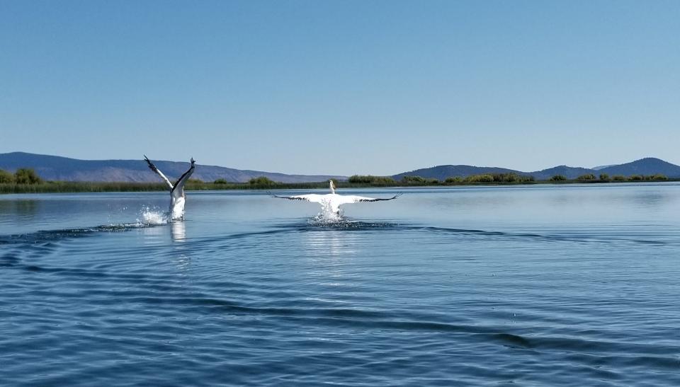 Adventure Oregon Harriman Springs Pontoon Tours