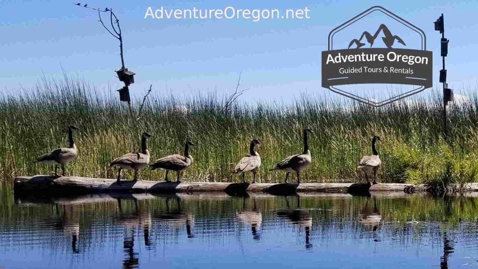 Upper Klamath Wildlife Refuge Canoe Trail